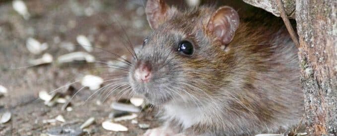 How to Deal with Rodents in Schools