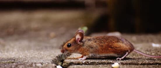 How To Stop Mice Getting Into Your House