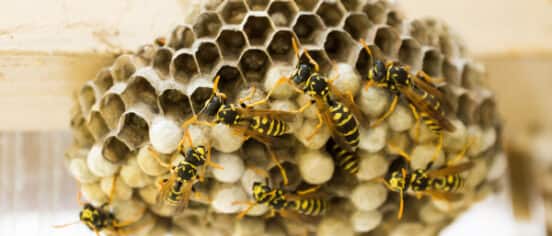 What To Do If You Find a Wasps Nest In Your Home