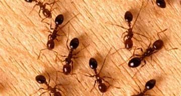 How Ants Come Into The House & How To Prevent Them