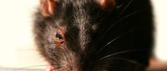 What Are The Most Common Pests in A Commercial Kitchen?