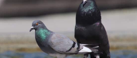 The Effects Of Pigeon Nests Under Solar Panels