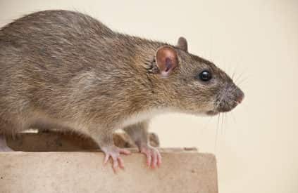 How do Rats Survive in Homes