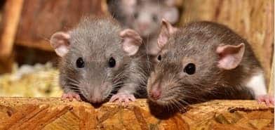 Pest Control Advice For Businesses