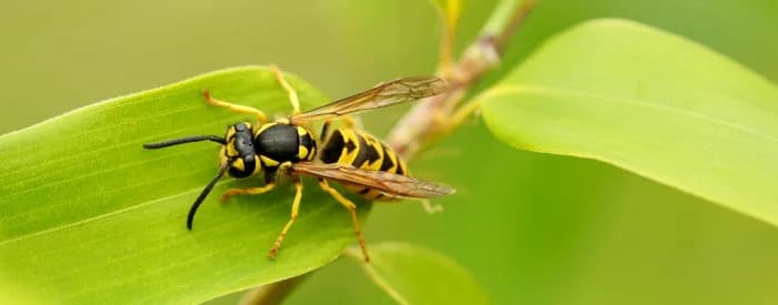 A Beginner’s Guide To Wasps & Nests: Everything To Know