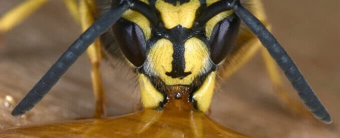 What Attracts A Wasp Infestation?