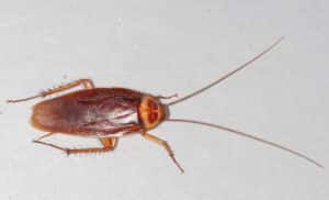 cockroach on floor
