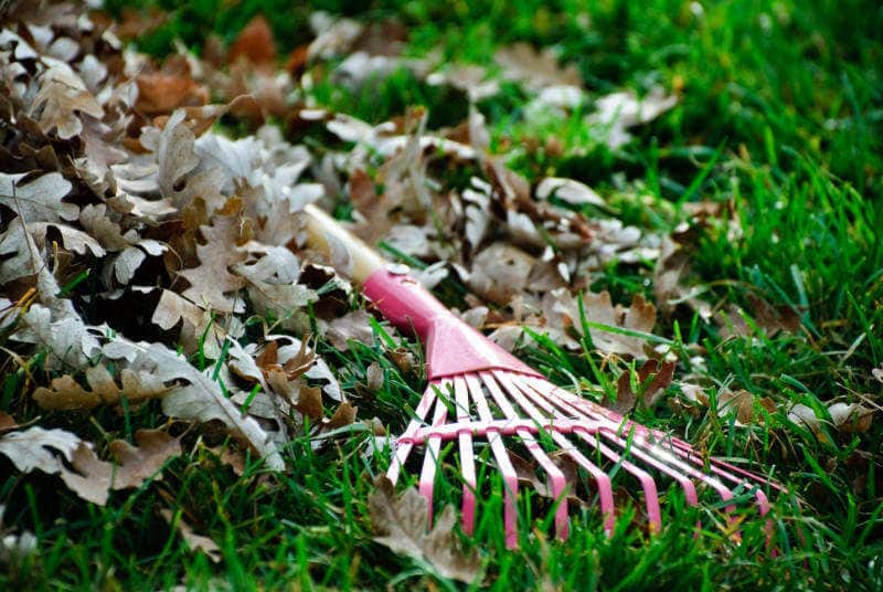 Raking leaves