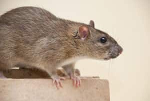 Rat on worktop 