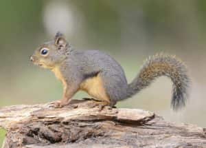 squirrel