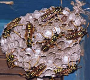 wasps in nest